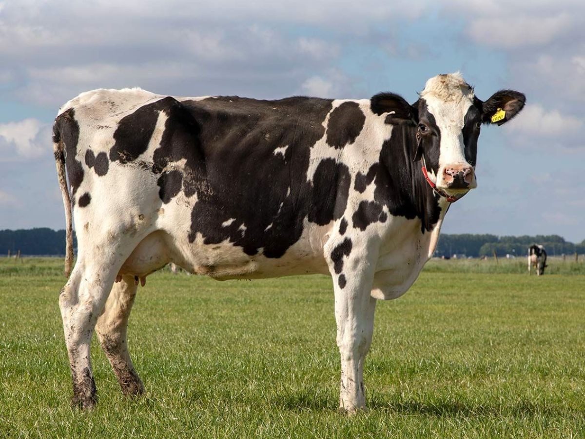 सड़ा-गला खाना इंसानों की कर देता है तबीयत खराब लेकिन जानवरों पर क्यों नहीं पड़ता इसका असर ? - Photo Gallery