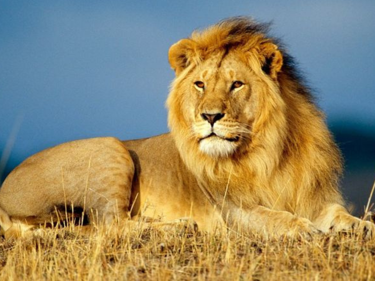 India’s Rarest wildlife animal –  जानिये भारत में दुर्लभ जीवों की रोमांचक खोज के बारे में, जो होने वाले दुनिया से ज्लद ही खत्म - Photo Gallery