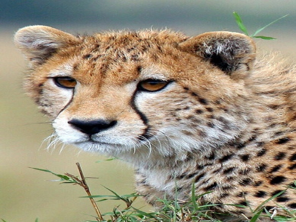 10 animals banned in India: भारत में 10 प्रतिबंधित जानवर जिन्हें पालतू नहीं बनाया जा सकता - Photo Gallery