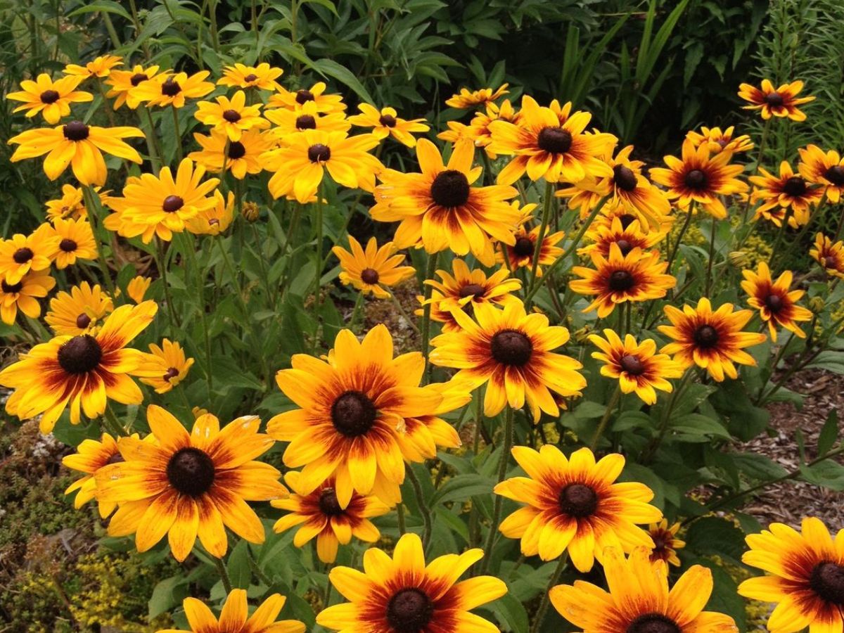 Butterflies Love Flowers: आप भी अपनी बालकनी मे लगा सकते है ये कुछ फूल जिससे तितली बनकर आएगी खास मेहमान - Photo Gallery