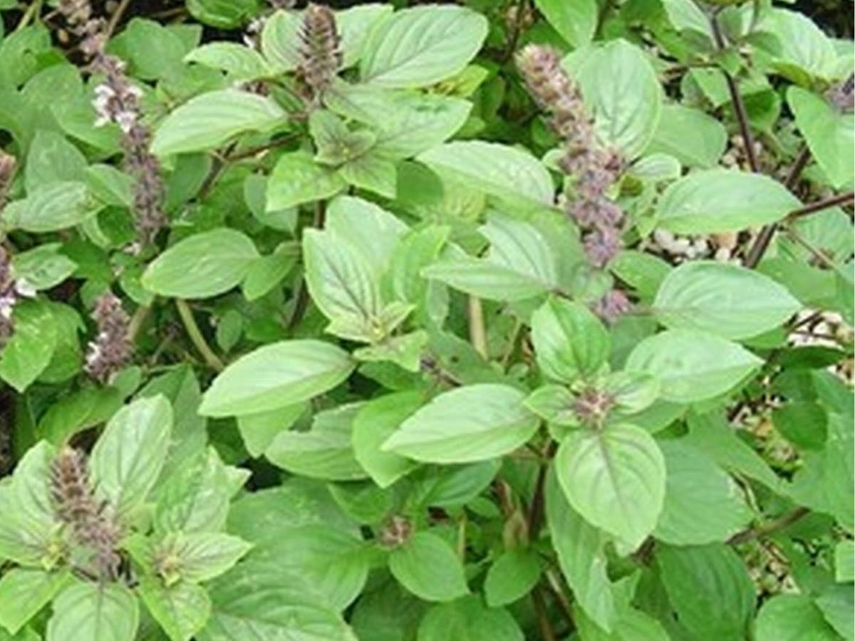 Home Remedies For Grey Hair: अगर आप भी सफेद बालों की समस्या से है परेशान तो अपना लें  ये घरेलू नुस्खे - Photo Gallery