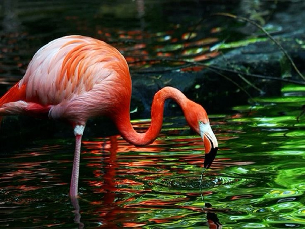 7 Facts About Flamingo: फ्लेमिंगो से जुड़ी 7 बातें जिसको सुनकर रह जाएंगे आप चकित - Photo Gallery