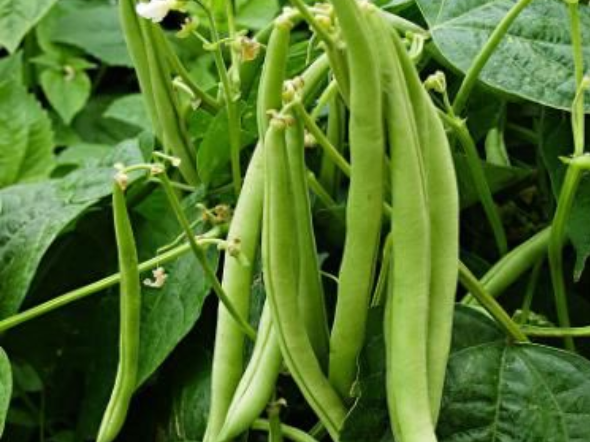 अगर आपके पास भी नहीं है फ्रिज तो अपनाएं ये कुछ खास नुस्खे - Photo Gallery