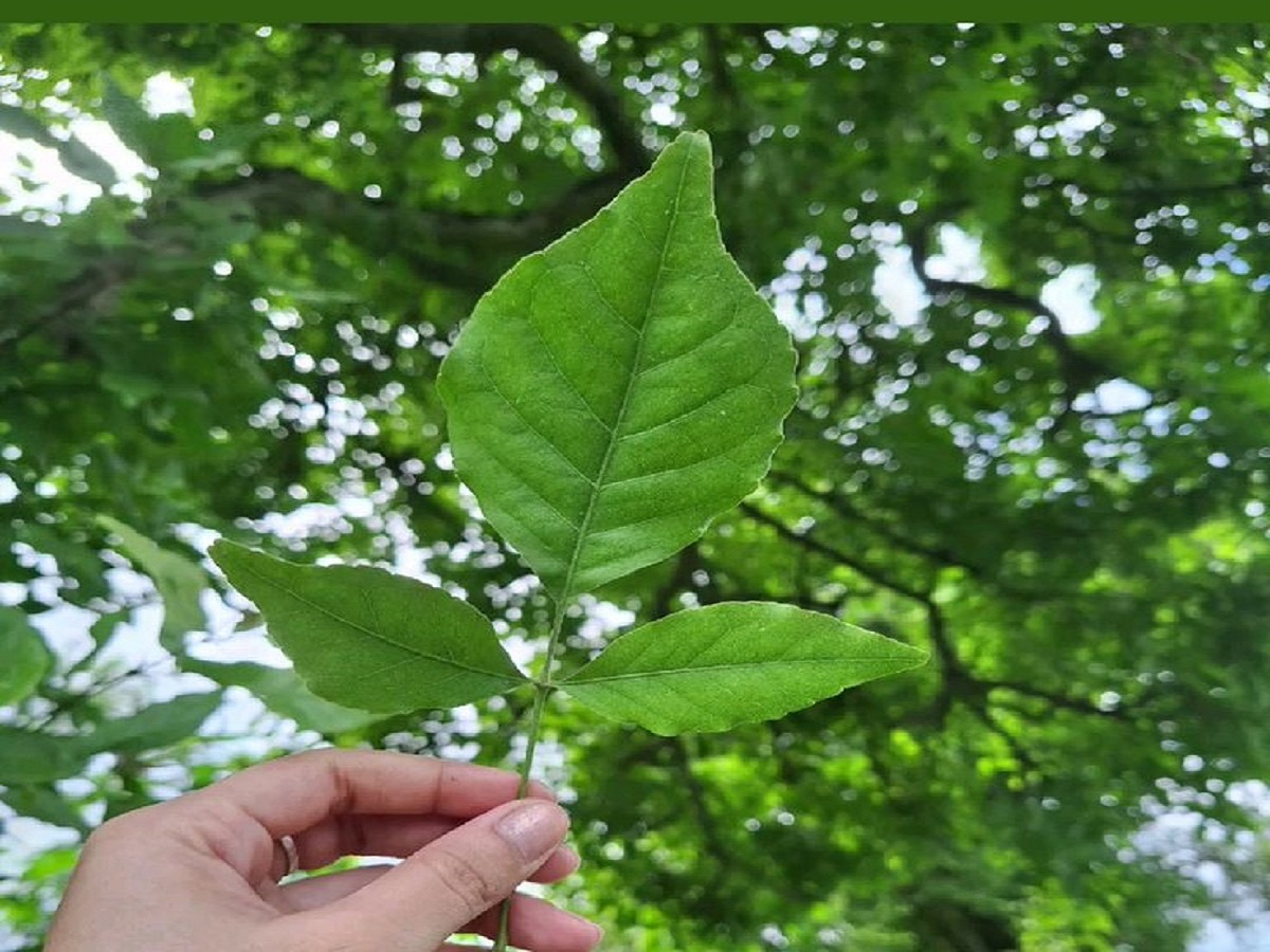 Sawan 2025: महादेव को प्रसन्न करने वाले 7 फूल, सावन में चढ़ाने से मिलते हैं चमत्कारी फल - Photo Gallery