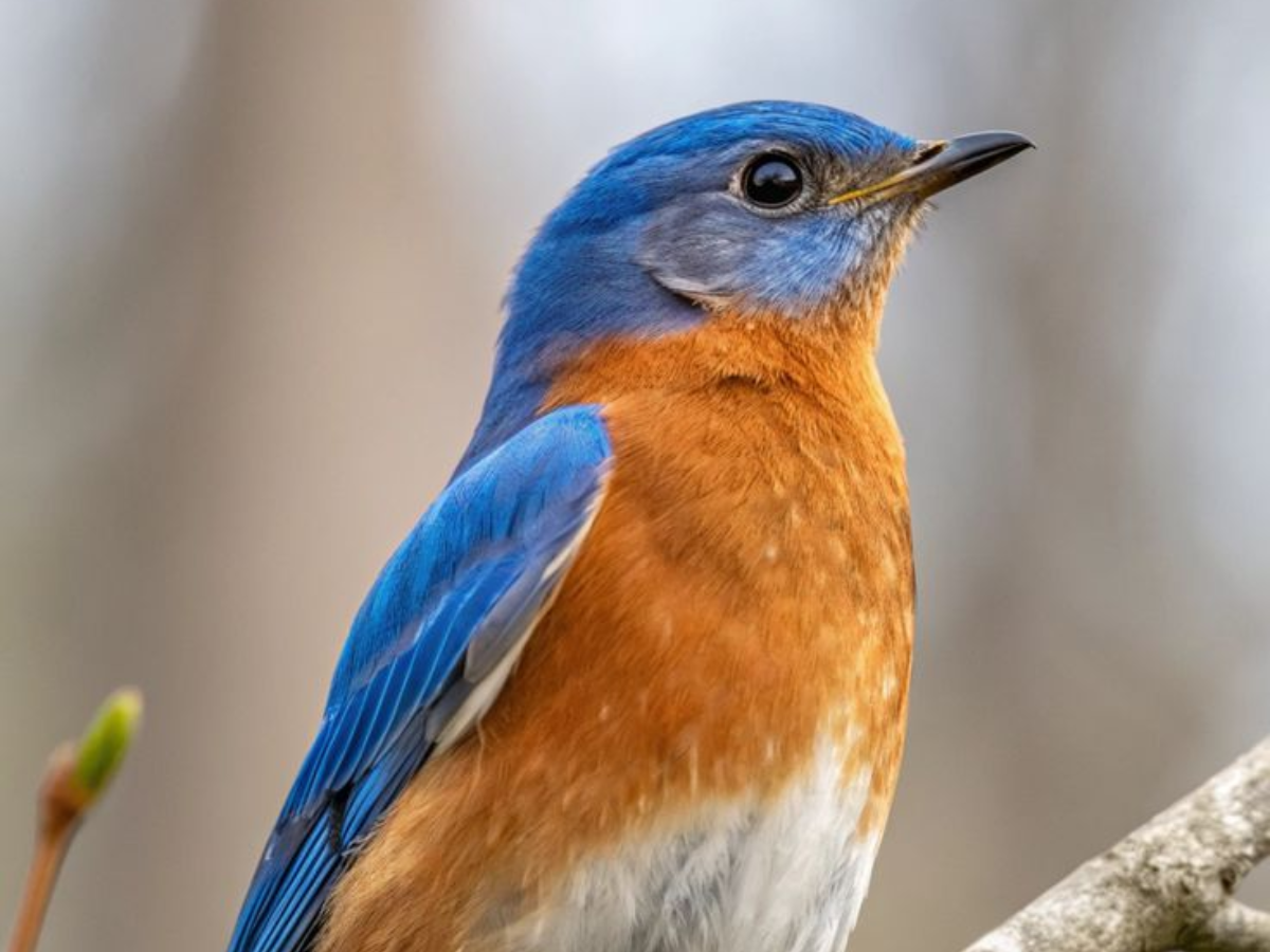 अगर आप भी रखेंने इन कुछ खास , पालतू जानवरो को अपने घर मे तो बदल सकती हैं आपकी भी किस्मत - Photo Gallery