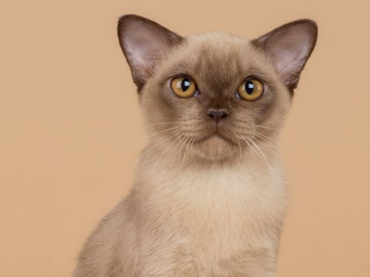 Beautiful Cat Eyes: इन बिल्ली की आंखों में है जादू एक ही नजर में सबको बना लेती है अपना दीवाना - Photo Gallery