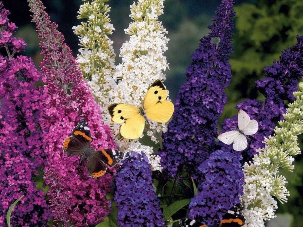 Butterflies Love Flowers: आप भी अपनी बालकनी मे लगा सकते है ये कुछ फूल जिससे तितली बनकर आएगी खास मेहमान - Photo Gallery