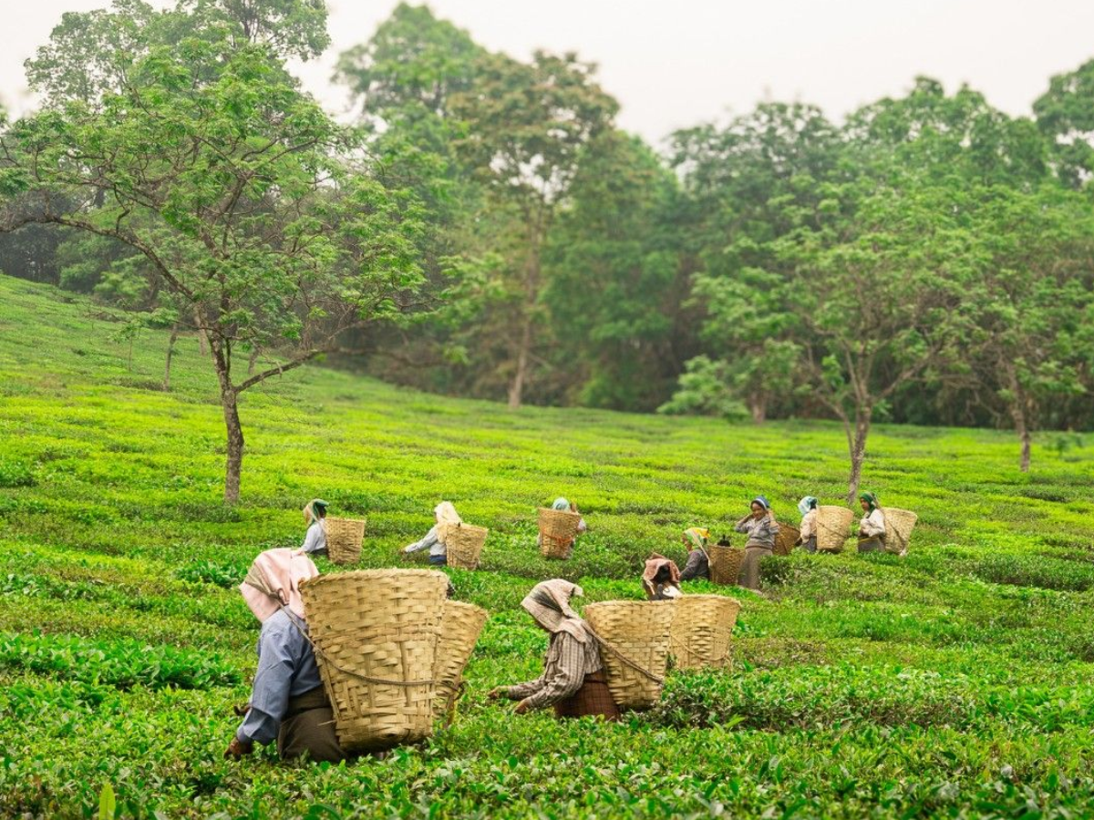 अगर आप भी है चाय या कॉफी के दीवाने तो जरूर जाए इन कुछ शानदार जगाहों पर - Photo Gallery