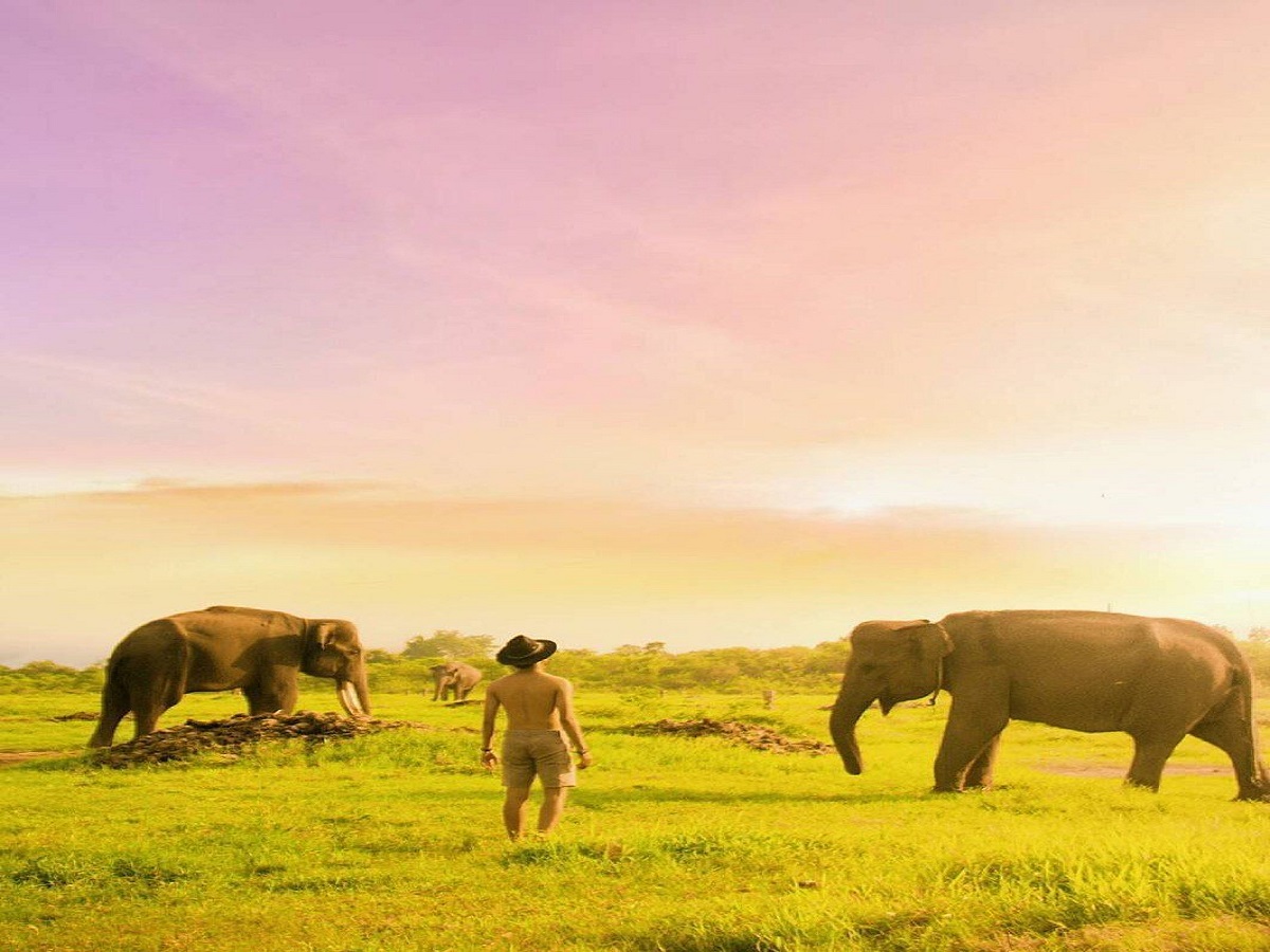 Kaziranga National Park: जानिए मानसून काजीरंगा नेशनल पार्क घूमने के कारण - Photo Gallery