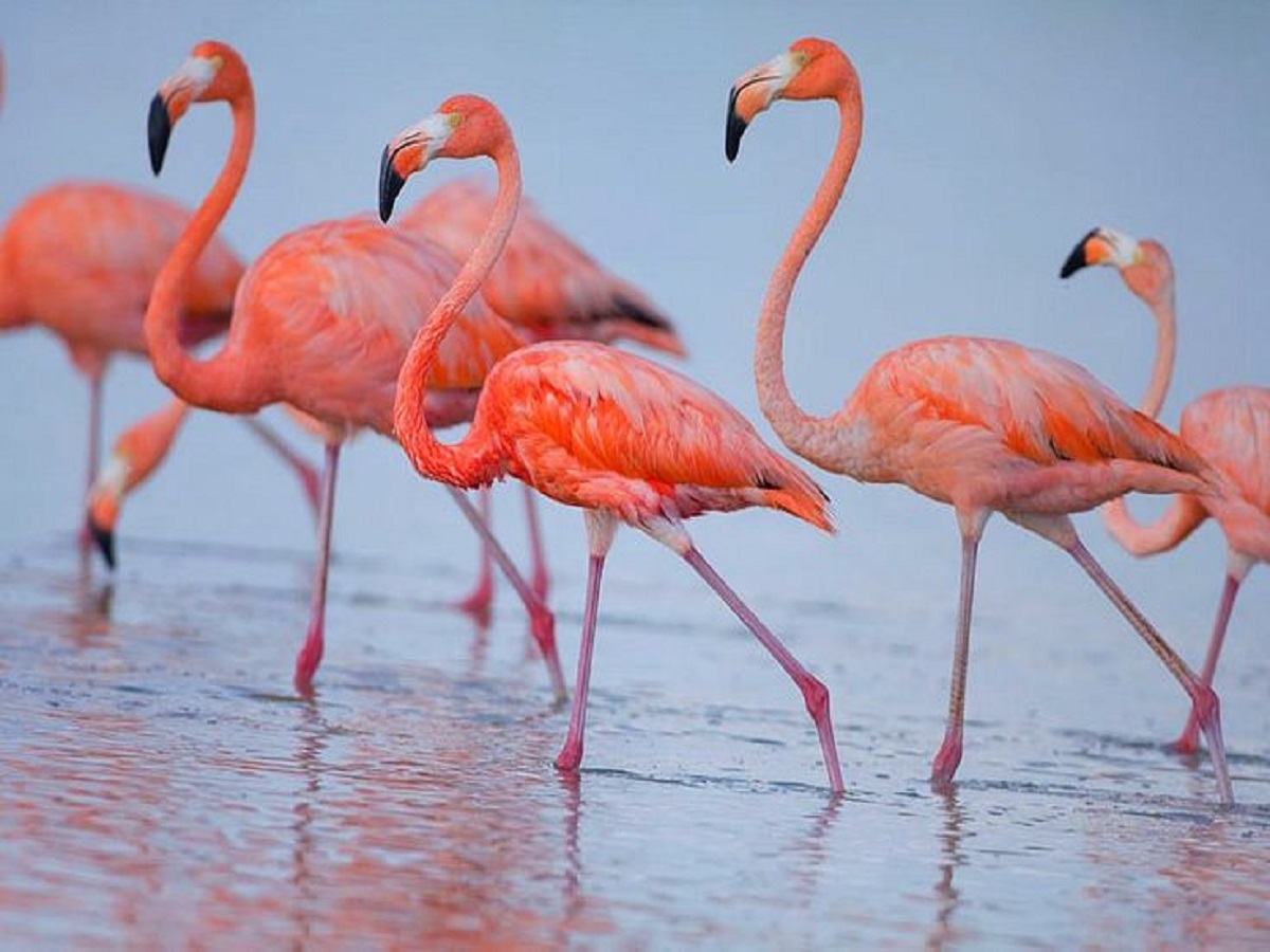 7 Facts About Flamingo: फ्लेमिंगो से जुड़ी 7 बातें जिसको सुनकर रह जाएंगे आप चकित - Photo Gallery