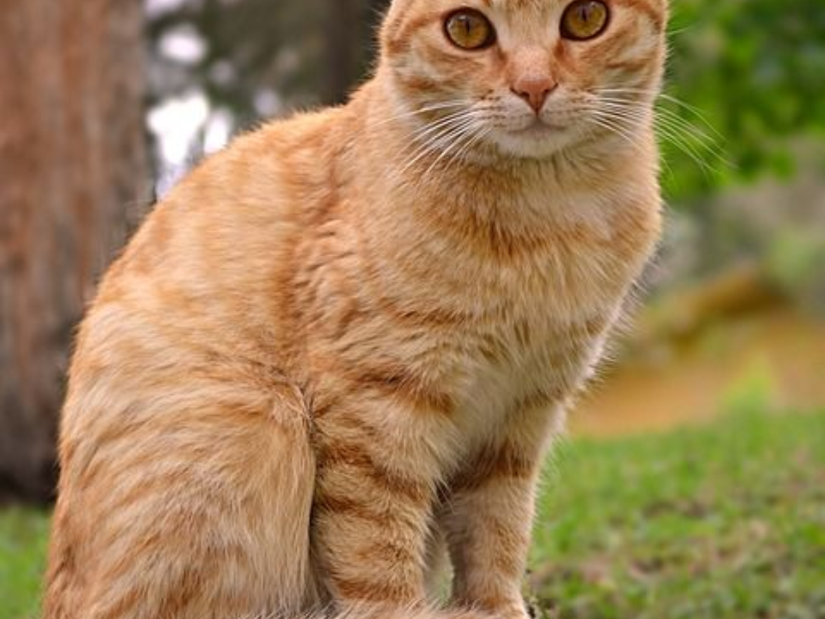 अगर आप भी रखेंने इन कुछ खास , पालतू जानवरो को अपने घर मे तो बदल सकती हैं आपकी भी किस्मत - Photo Gallery