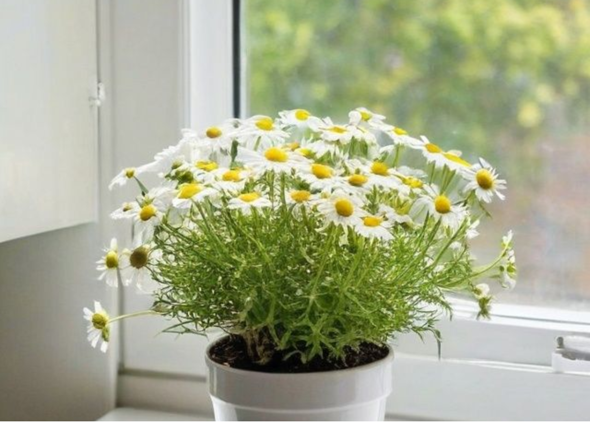 इन पौधों से आप भी बनाए अपने घर में फार्मेसी - Photo Gallery