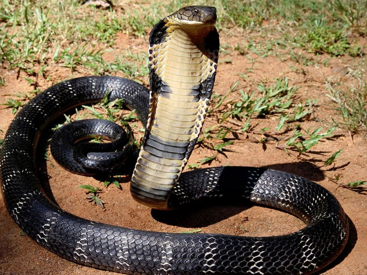 क्या आपको पता हैं? ये जानवर हैं दुनिया के सबसे खतरनाक शिकारी, नाम सुनकर हो जायेंगे आप हैरान - Photo Gallery