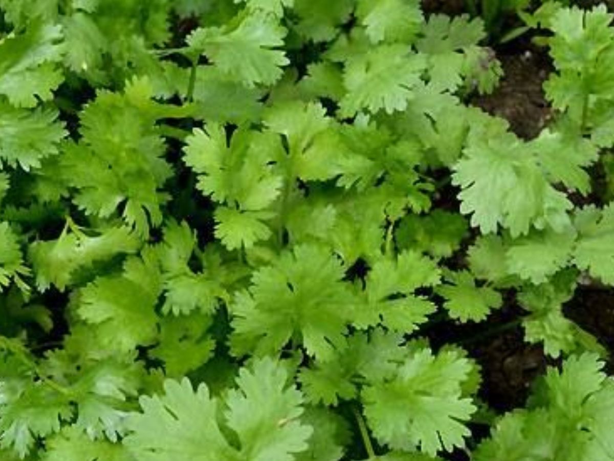 Benefits Of Coriander: आप भी अपने घर में धनिया उगाएं और उससे मिलने वाले लाभ का आंनद उठायें - Photo Gallery