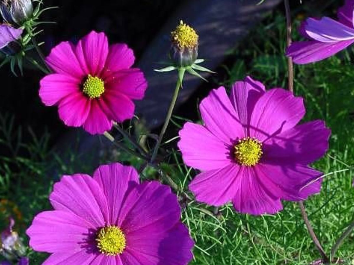 Butterflies Love Flowers: आप भी अपनी बालकनी मे लगा सकते है ये कुछ फूल जिससे तितली बनकर आएगी खास मेहमान - Photo Gallery