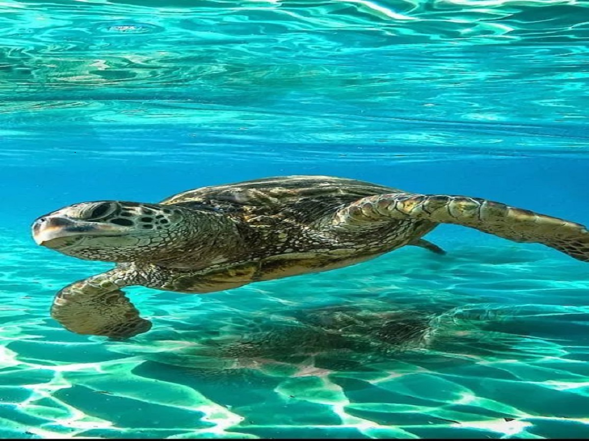 10 animals banned in India: भारत में 10 प्रतिबंधित जानवर जिन्हें पालतू नहीं बनाया जा सकता - Photo Gallery