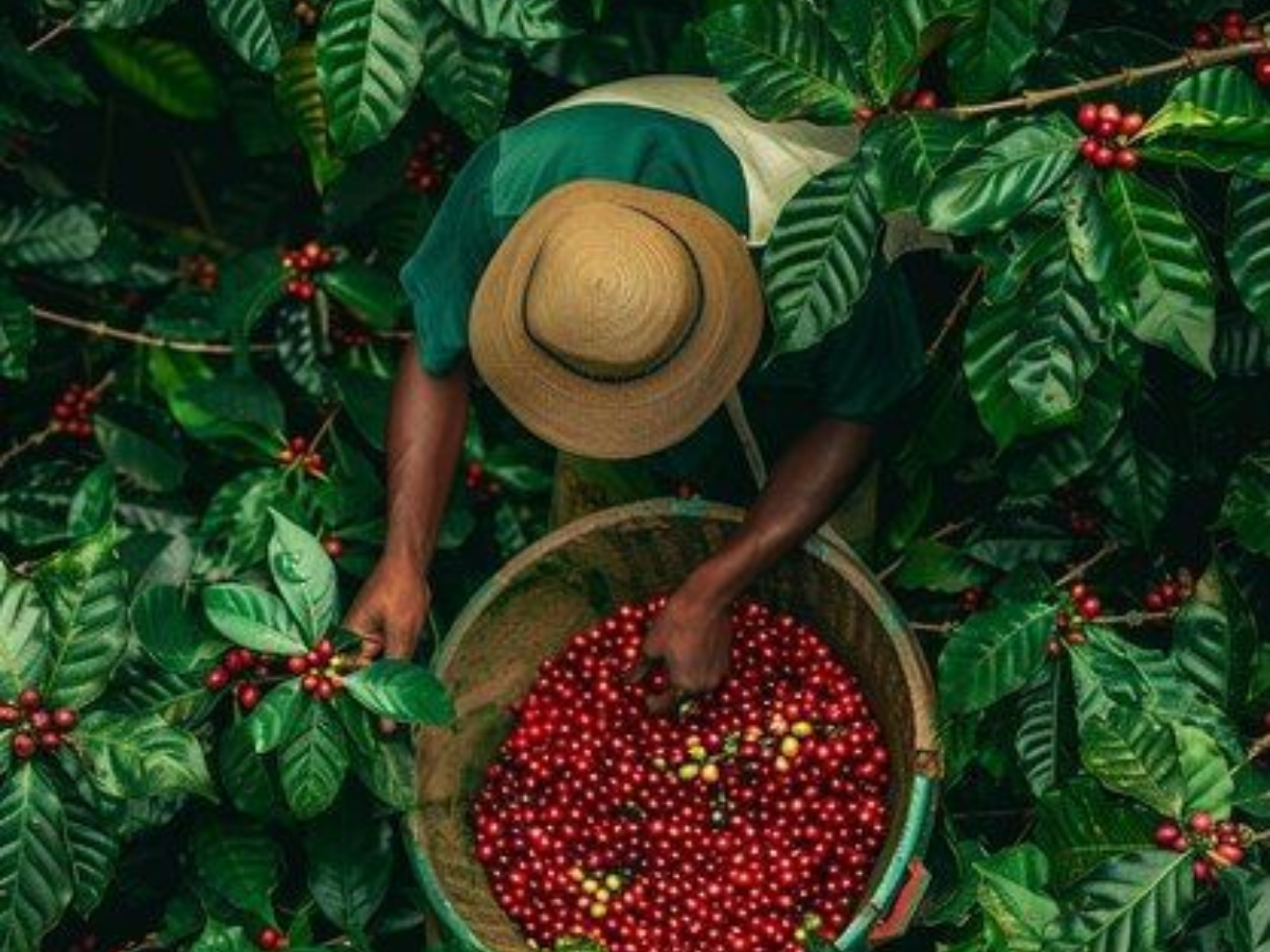 अगर आप भी है चाय या कॉफी के दीवाने तो जरूर जाए इन कुछ शानदार जगाहों पर - Photo Gallery