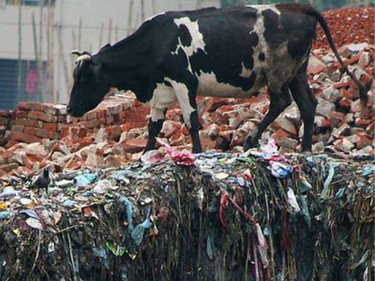 सड़ा-गला खाना इंसानों की कर देता है तबीयत खराब लेकिन जानवरों पर क्यों नहीं पड़ता इसका असर ? - Photo Gallery