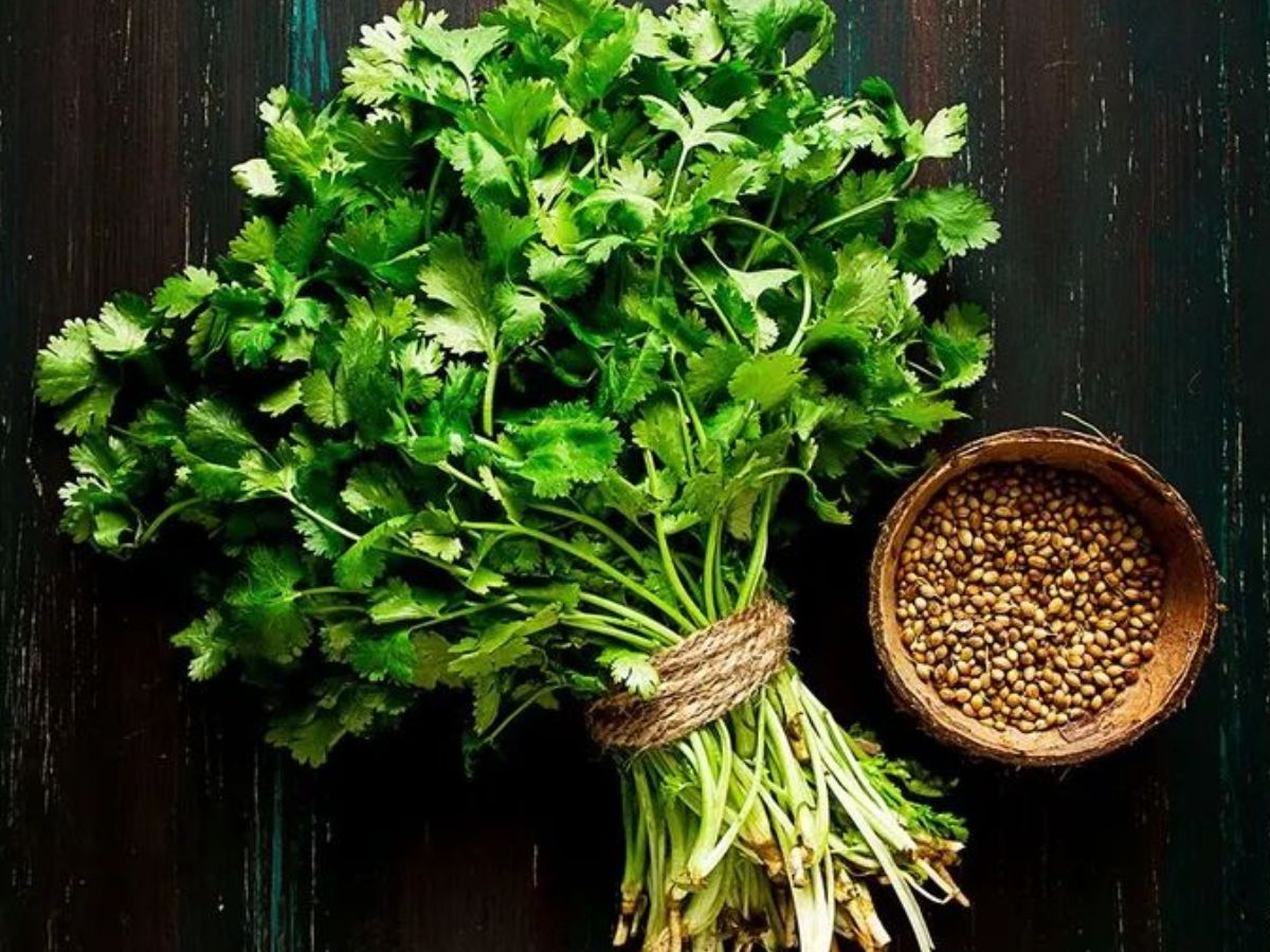 Benefits Of Coriander: आप भी अपने घर में धनिया उगाएं और उससे मिलने वाले लाभ का आंनद उठायें - Photo Gallery