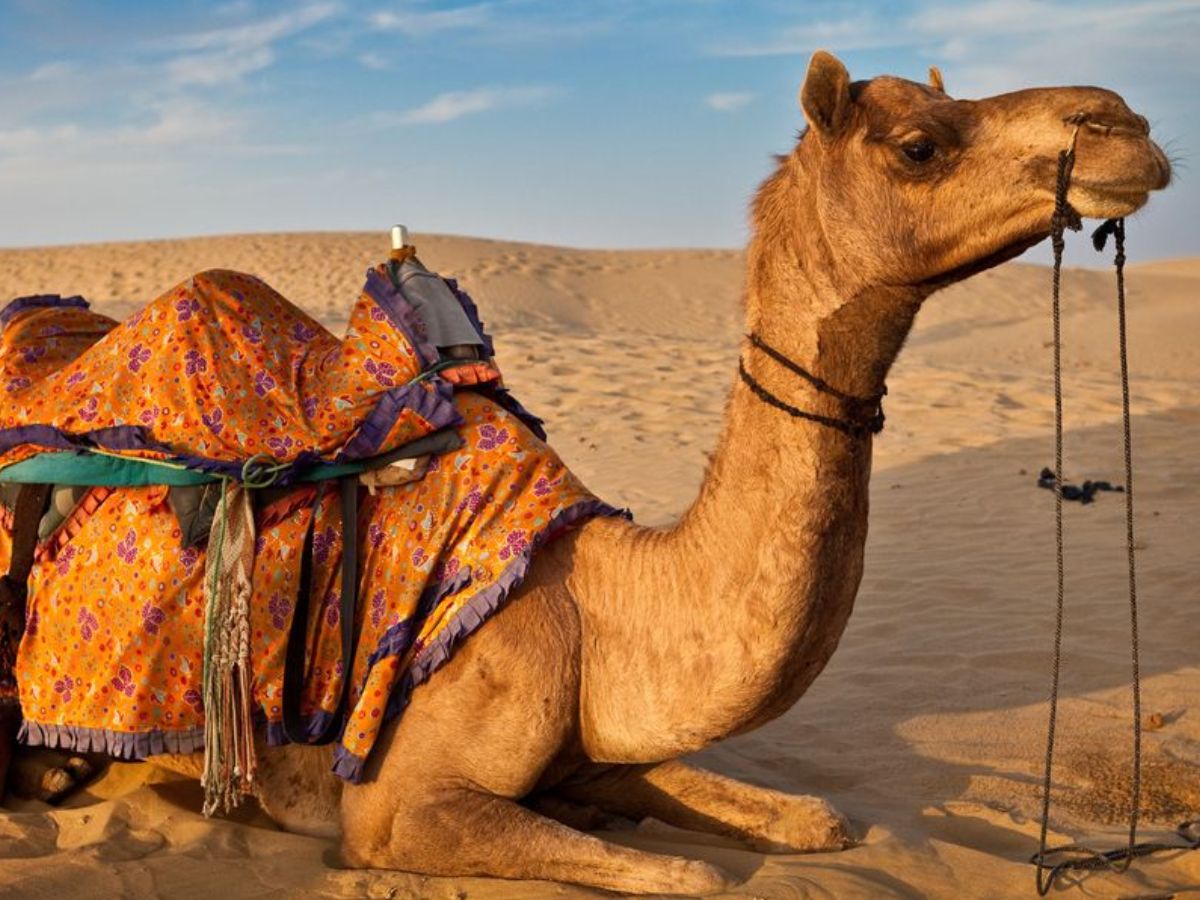 Desert Survival Champions: कुछ ऐसे जनवार जो बिना पिएं भी रह सकते है कई दिनों तक जिन्दा और कर सकते है अपना गुजारा - Photo Gallery