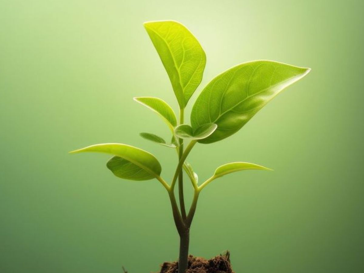 Gardening Tips During Monsoon: इस मानसून आप भी रखें अपने पौधों का कुछ इस तरह ख्याल - Photo Gallery