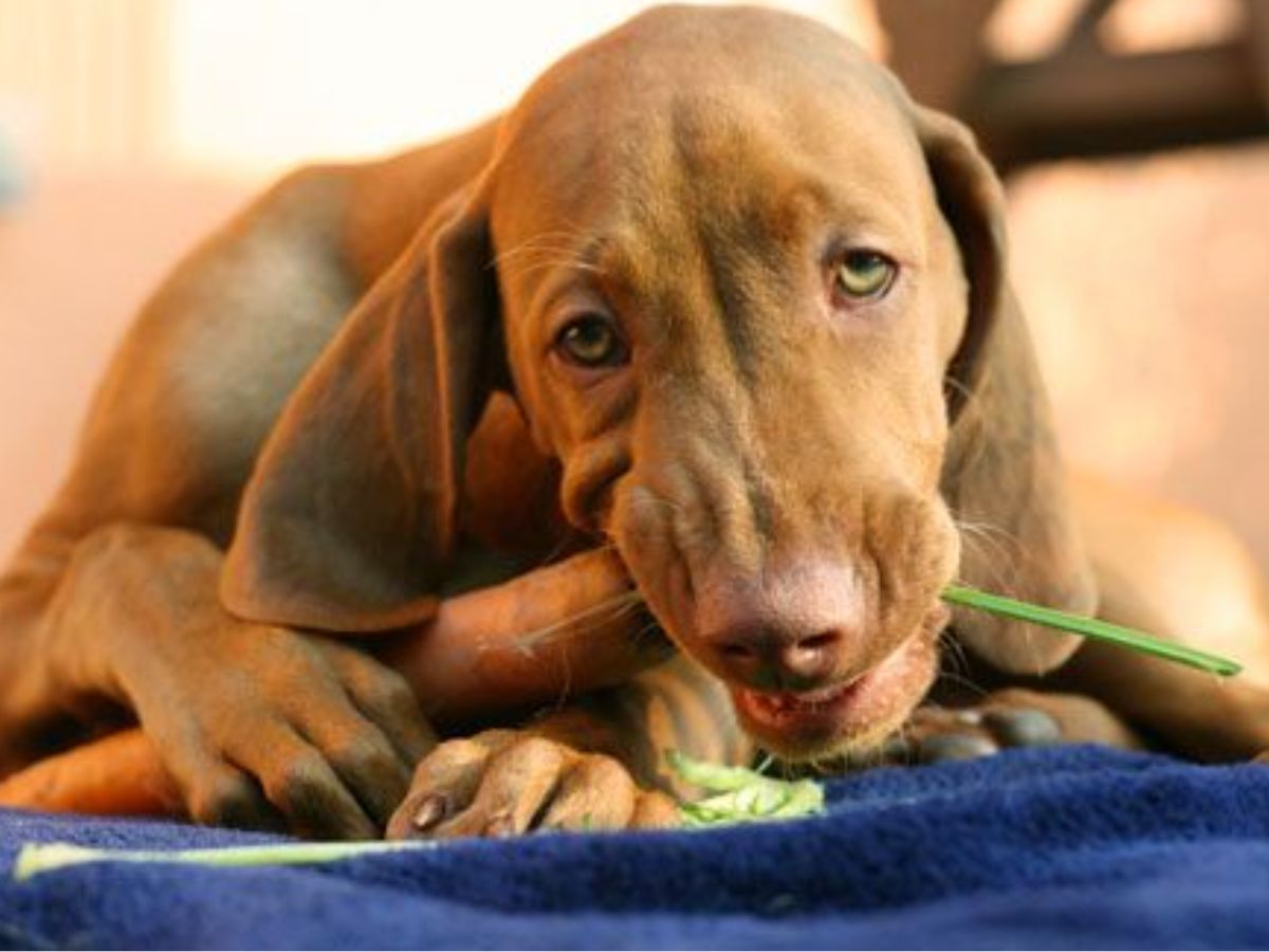 सड़ा-गला खाना इंसानों की कर देता है तबीयत खराब लेकिन जानवरों पर क्यों नहीं पड़ता इसका असर ? - Photo Gallery