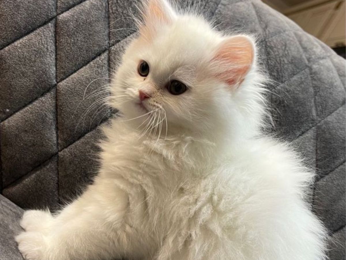 अगर आप भी पालना चाहते हैं पर्शियन कैट तो रखें इन बातों का ध्यान - Photo Gallery