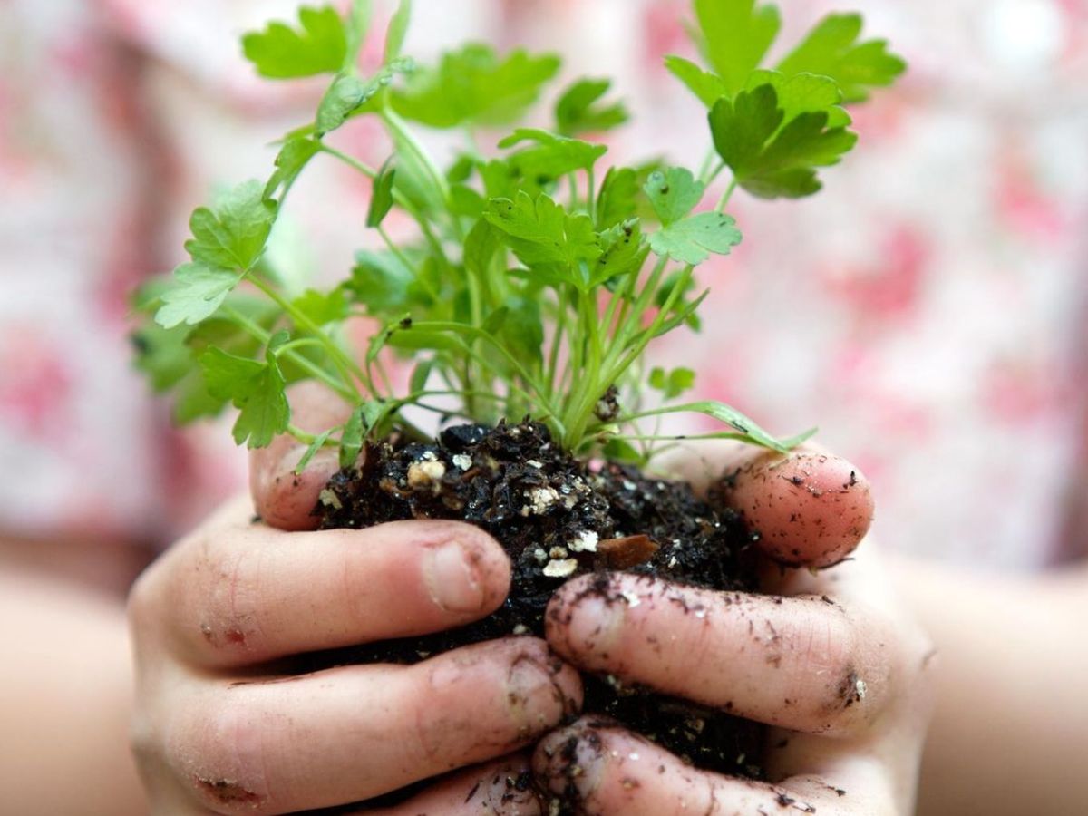 Benefits Of Coriander: आप भी अपने घर में धनिया उगाएं और उससे मिलने वाले लाभ का आंनद उठायें - Photo Gallery