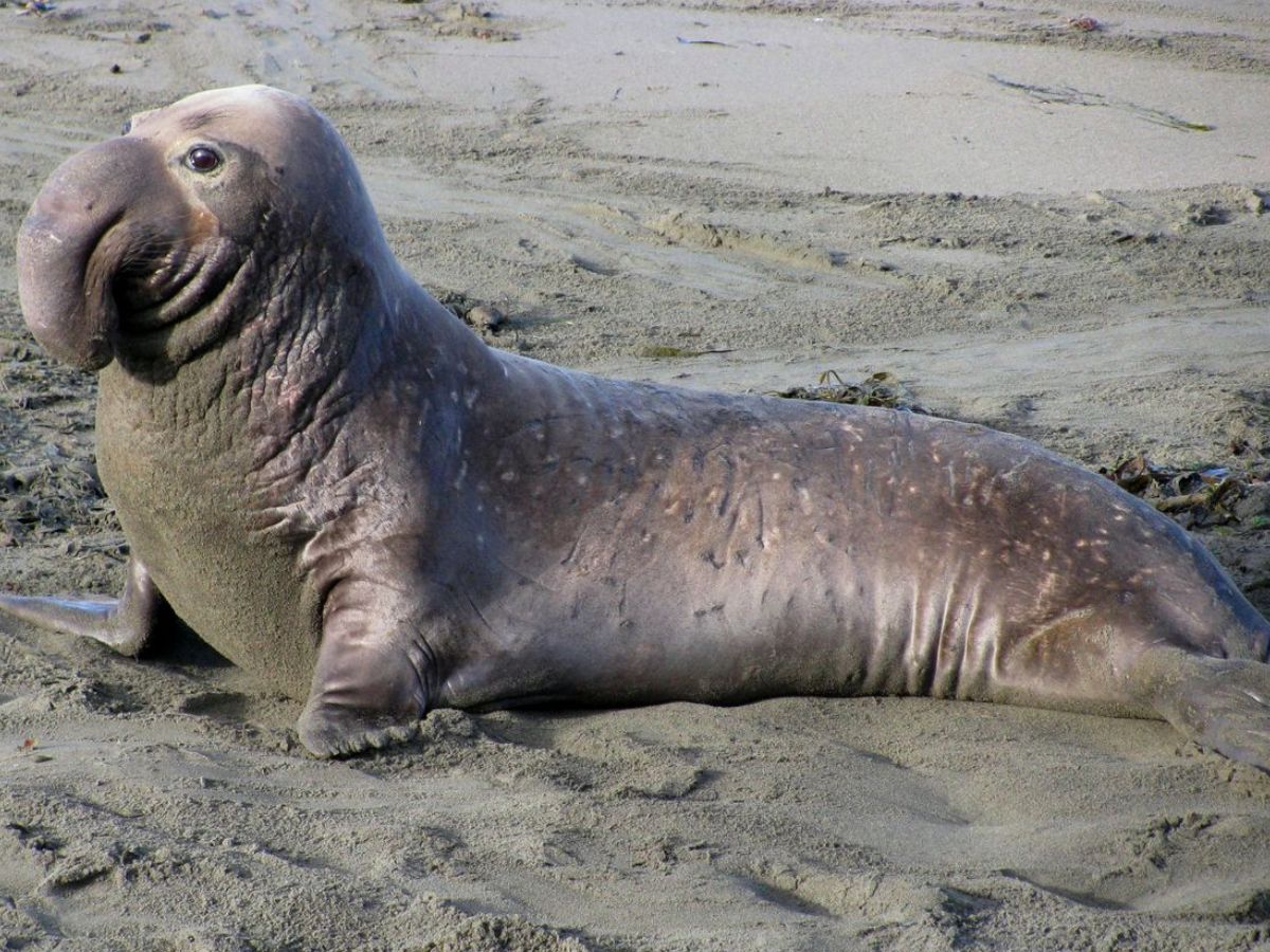 क्या है कैनिबलिज्म? नेचर में छुपे है डरावने सच, अपने ही बच्चों को खा जातें है ये जानवर - Photo Gallery