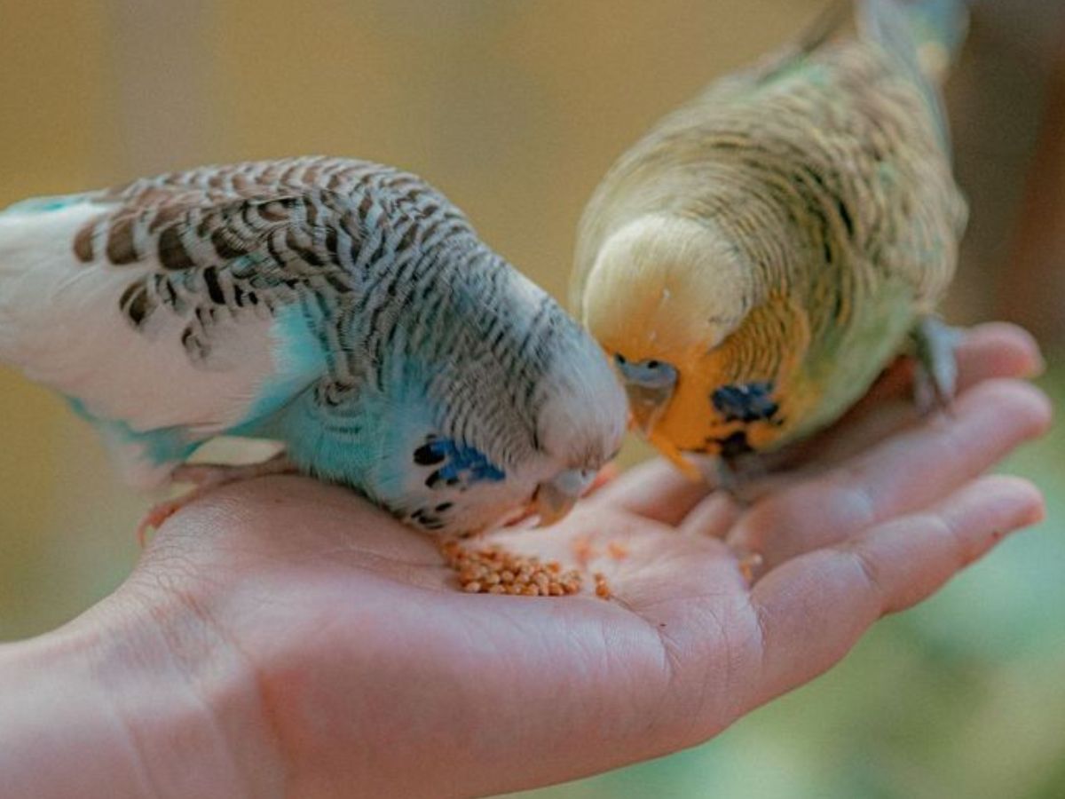 आप भी पालना चाहते हैं लव बर्ड्स तो उनसे जुड़ी कुछ खास बातों का रखें ध्यान - Photo Gallery
