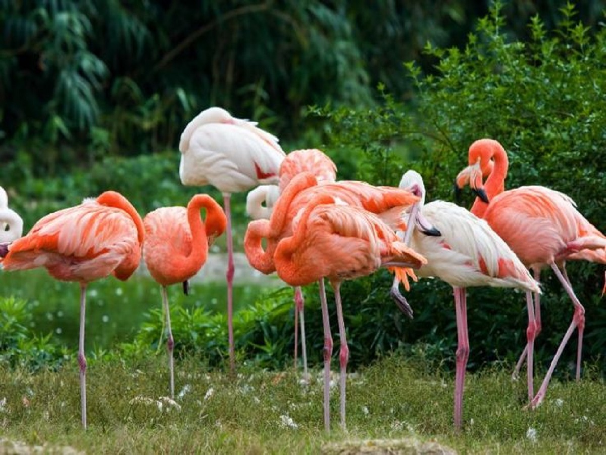 7 Facts About Flamingo: फ्लेमिंगो से जुड़ी 7 बातें जिसको सुनकर रह जाएंगे आप चकित - Photo Gallery