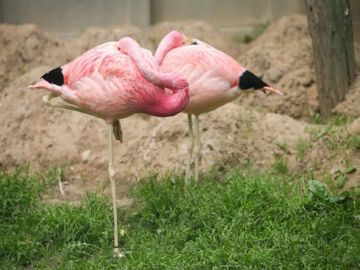 7 Facts About Flamingo: फ्लेमिंगो से जुड़ी 7 बातें जिसको सुनकर रह जाएंगे आप चकित - Photo Gallery