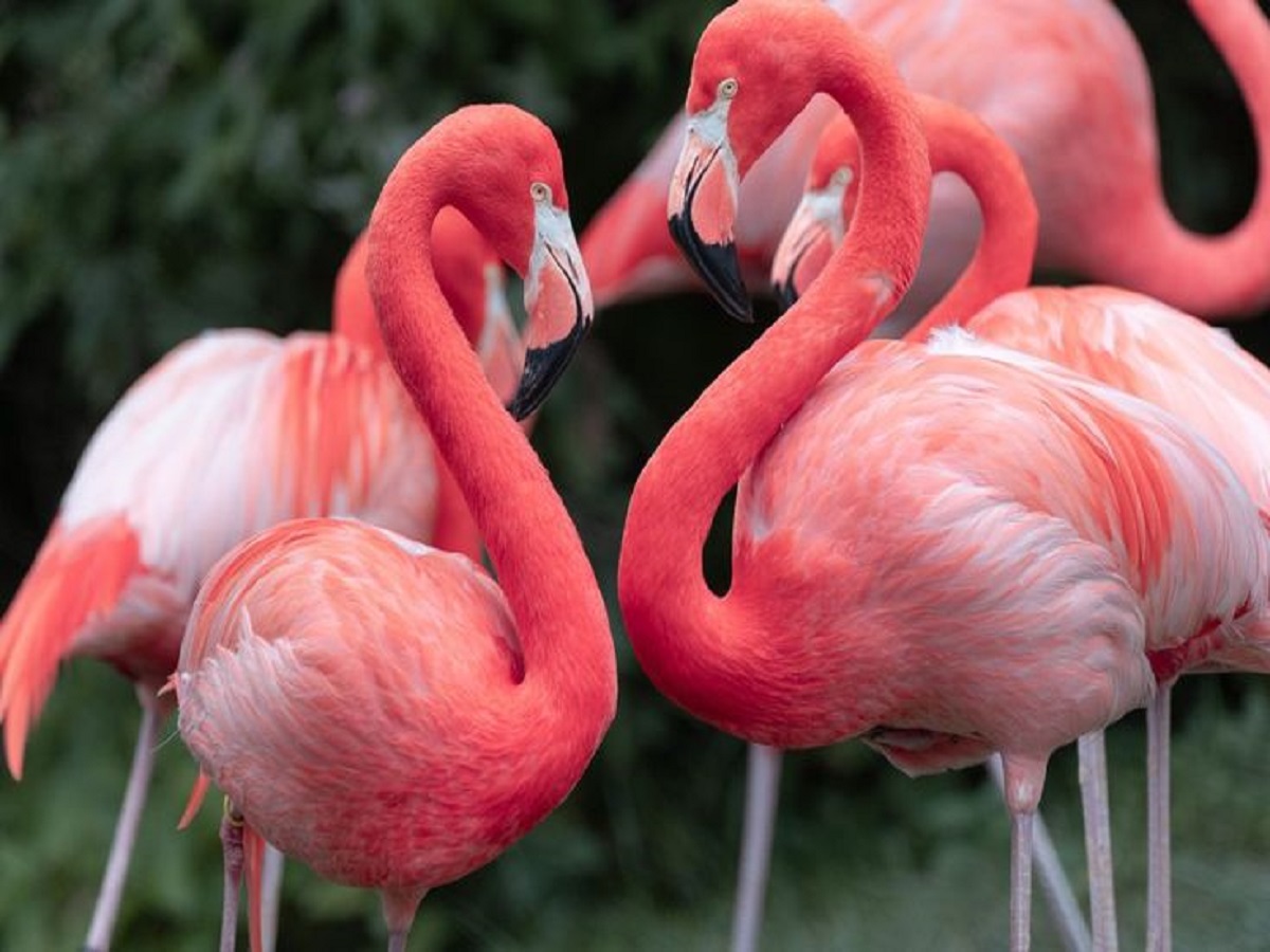 7 Facts About Flamingo: फ्लेमिंगो से जुड़ी 7 बातें जिसको सुनकर रह जाएंगे आप चकित - Photo Gallery