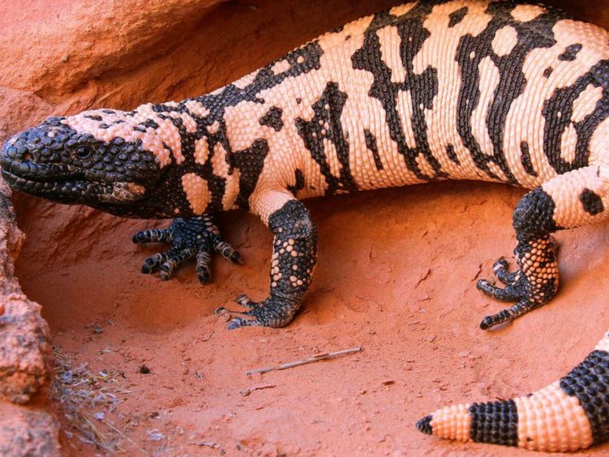 Desert Survival Champions: कुछ ऐसे जनवार जो बिना पिएं भी रह सकते है कई दिनों तक जिन्दा और कर सकते है अपना गुजारा - Photo Gallery