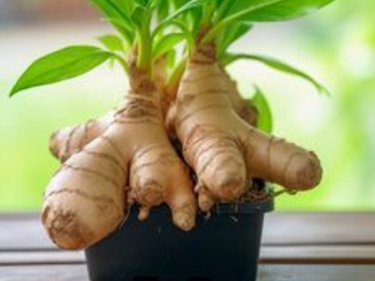 इन पौधों से आप भी बनाए अपने घर में फार्मेसी - Photo Gallery