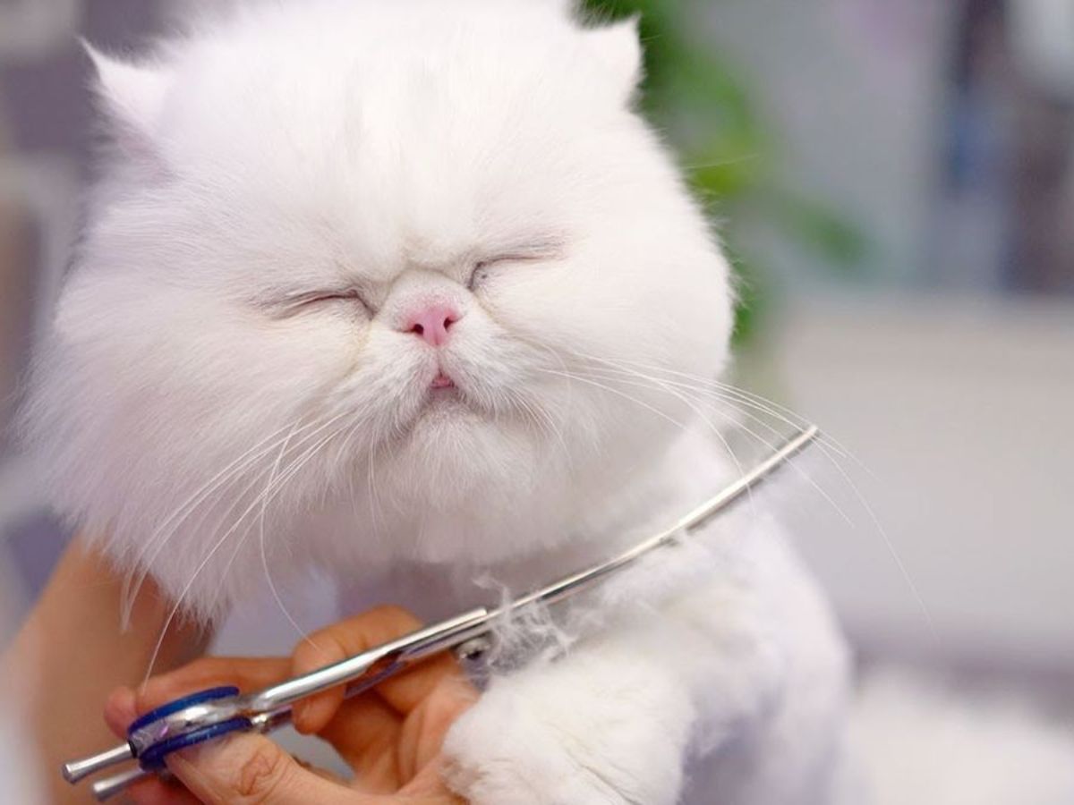 अगर आप भी पालना चाहते हैं पर्शियन कैट तो रखें इन बातों का ध्यान - Photo Gallery