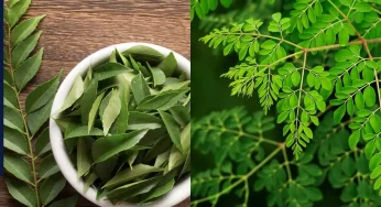 Hair care routine: ये हरी-हरी पत्तियां बालों का टूटना कर सकती हैं कम…हेयर फॉल के लिए वरदान साबित होगा ये उपाय, आज ही से करें शुरू, चुटकियों में खत्म होगी सारी परेशानी