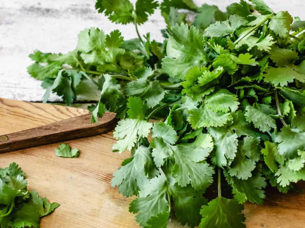 Benefits Of Coriander: आप भी अपने घर में धनिया उगाएं और उससे मिलने वाले लाभ का आंनद उठायें - Photo Gallery