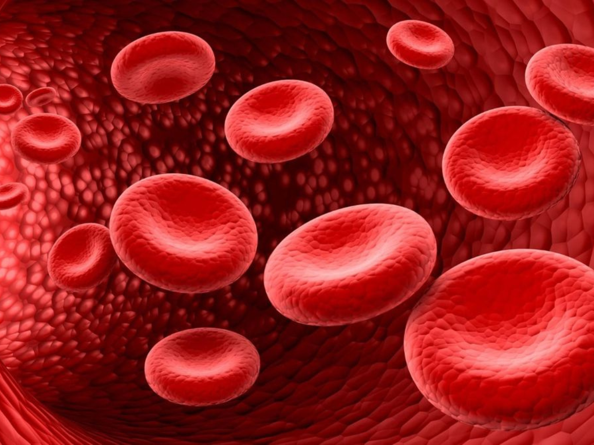 Benefits of Tofu and Paneer : जाने पनीर और टोफू के कुछ मजेदार फायदे, जो हमारे शरीर को मजबूत करने में  करेगा मदद - Photo Gallery