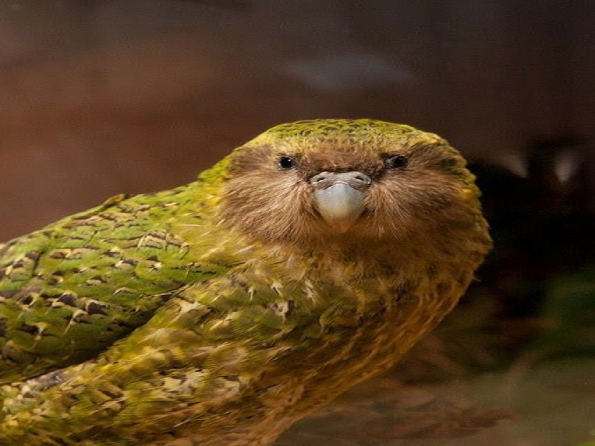 Rarest Animals In The World: जानिए दुनिया के सबसे दुर्लभ जानवरों के बारे में जो है विलुप्ति के कगार पर - Photo Gallery