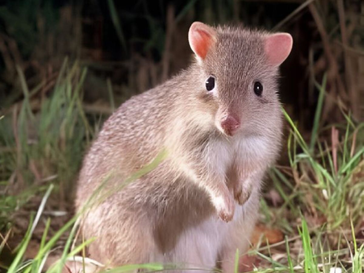 Desert Survival Champions: कुछ ऐसे जनवार जो बिना पिएं भी रह सकते है कई दिनों तक जिन्दा और कर सकते है अपना गुजारा - Photo Gallery