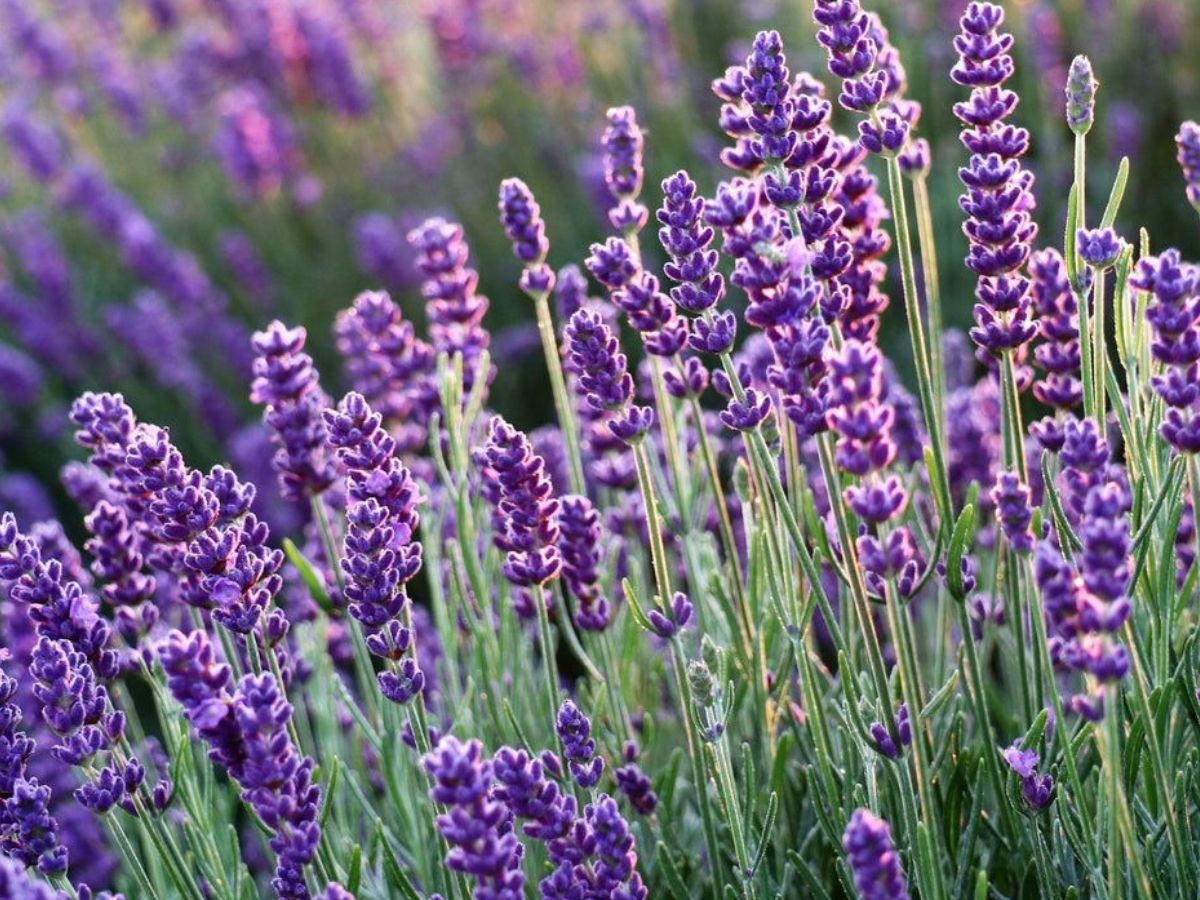 Butterflies Love Flowers: आप भी अपनी बालकनी मे लगा सकते है ये कुछ फूल जिससे तितली बनकर आएगी खास मेहमान - Photo Gallery