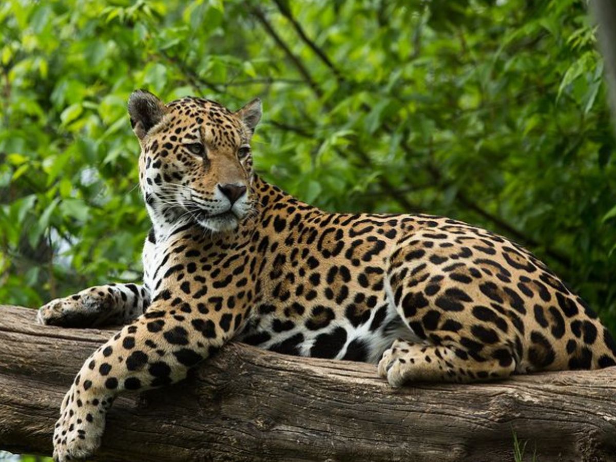 क्या आपको पता हैं? ये जानवर हैं दुनिया के सबसे खतरनाक शिकारी, नाम सुनकर हो जायेंगे आप हैरान - Photo Gallery