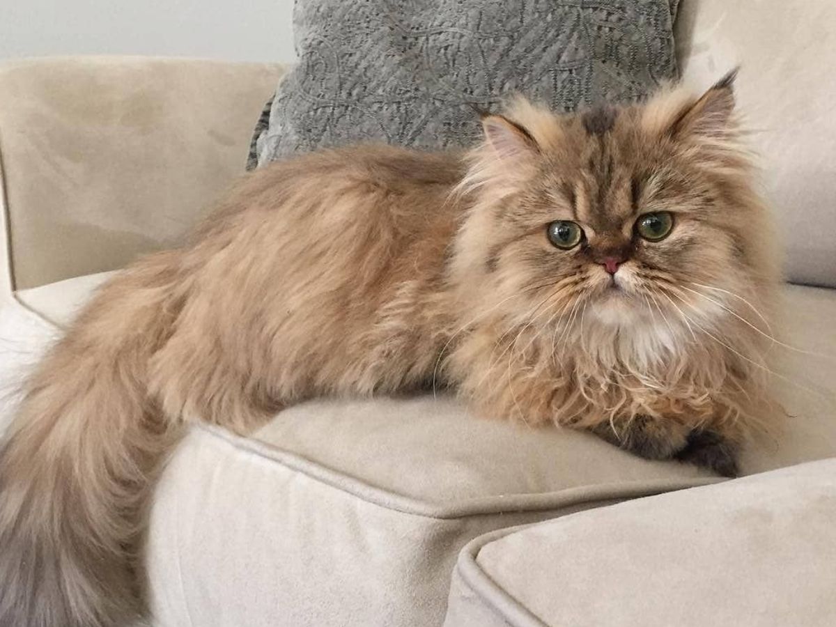 अगर आप भी पालना चाहते हैं पर्शियन कैट तो रखें इन बातों का ध्यान - Photo Gallery