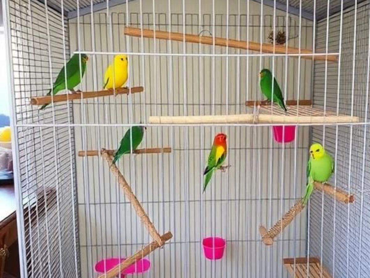 आप भी पालना चाहते हैं लव बर्ड्स तो उनसे जुड़ी कुछ खास बातों का रखें ध्यान - Photo Gallery