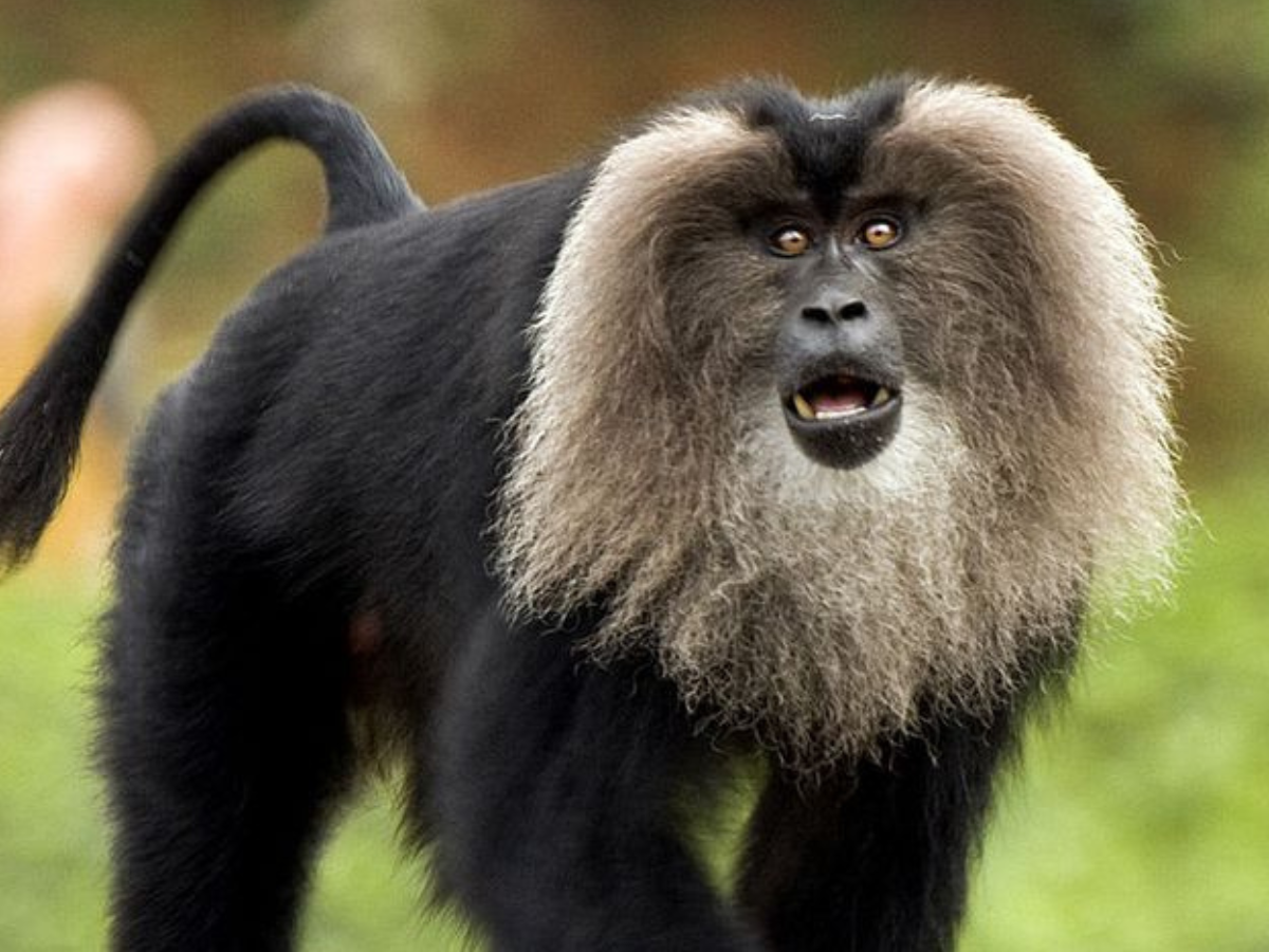 India’s Rarest wildlife animal –  जानिये भारत में दुर्लभ जीवों की रोमांचक खोज के बारे में, जो होने वाले दुनिया से ज्लद ही खत्म - Photo Gallery