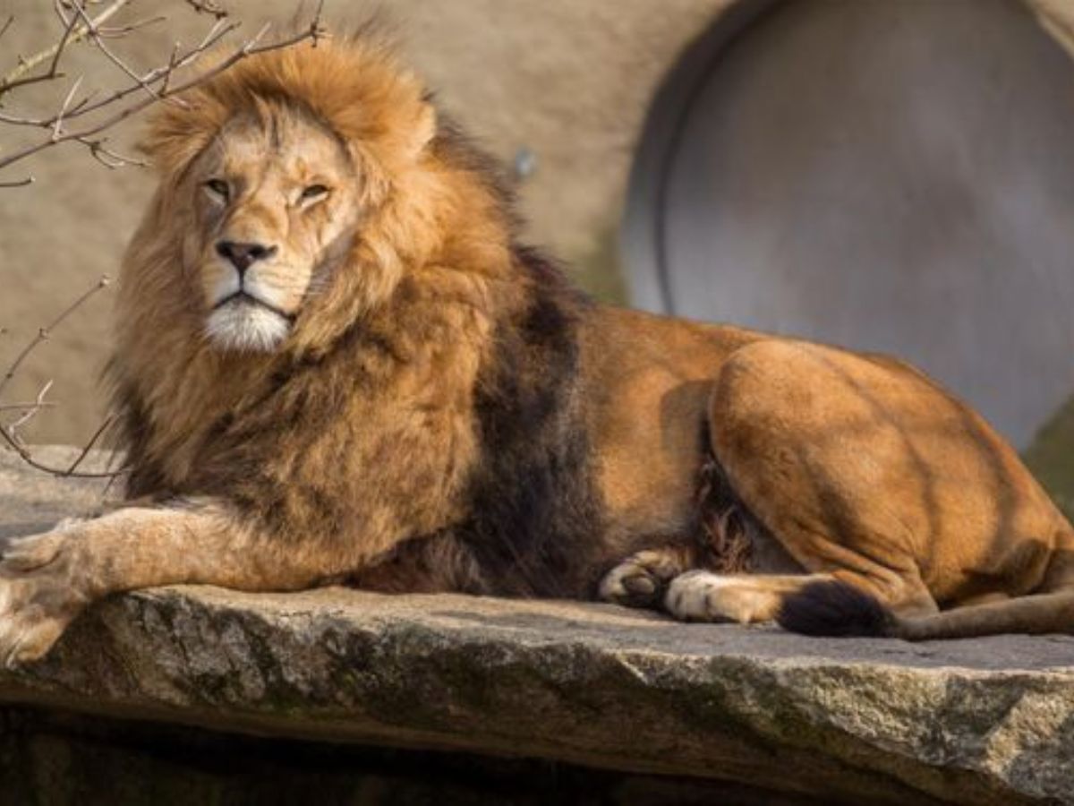 क्या आपको पता हैं? ये जानवर हैं दुनिया के सबसे खतरनाक शिकारी, नाम सुनकर हो जायेंगे आप हैरान - Photo Gallery