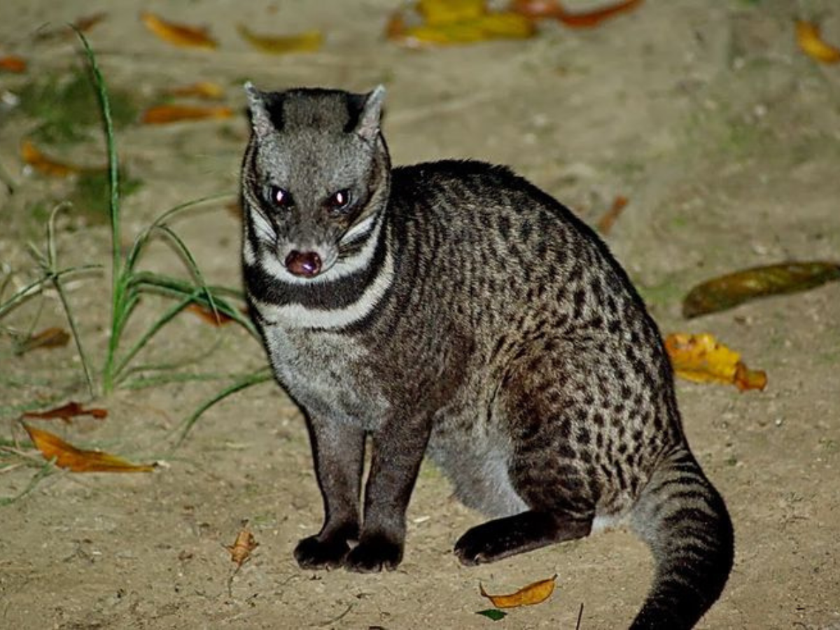 India’s Rarest wildlife animal –  जानिये भारत में दुर्लभ जीवों की रोमांचक खोज के बारे में, जो होने वाले दुनिया से ज्लद ही खत्म - Photo Gallery