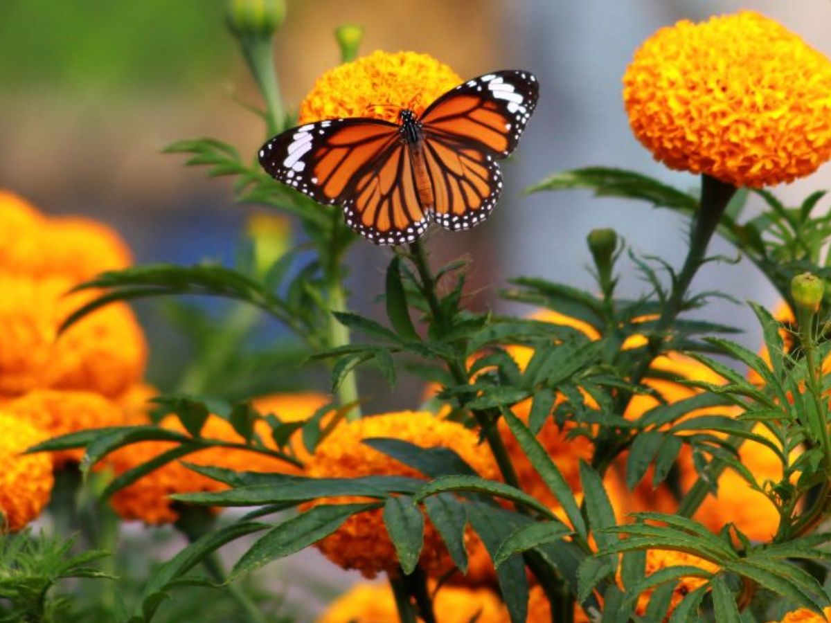 Butterflies Love Flowers: आप भी अपनी बालकनी मे लगा सकते है ये कुछ फूल जिससे तितली बनकर आएगी खास मेहमान - Photo Gallery