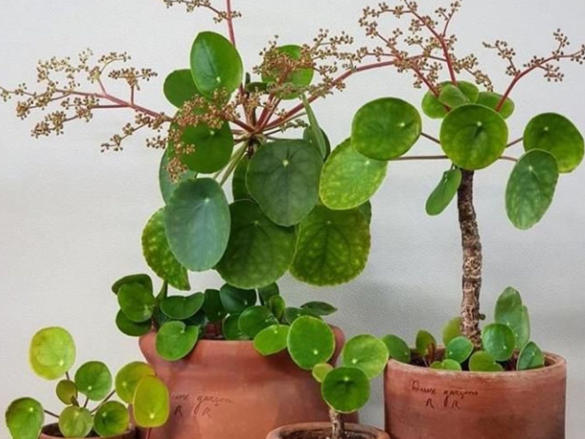 Gardening Tips During Monsoon: इस मानसून आप भी रखें अपने पौधों का कुछ इस तरह ख्याल - Photo Gallery